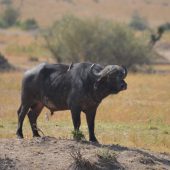  The Serengeti, TZ